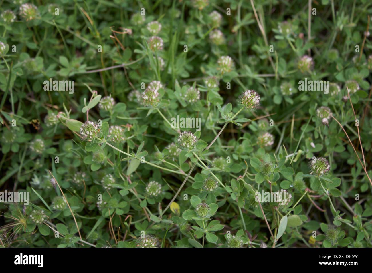 Trifolium lappaceum in bloom Stock Photo