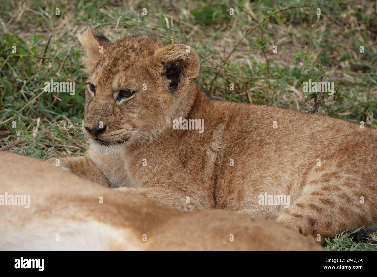 Relaxing Lion Cub, Tanzania Stock Photo