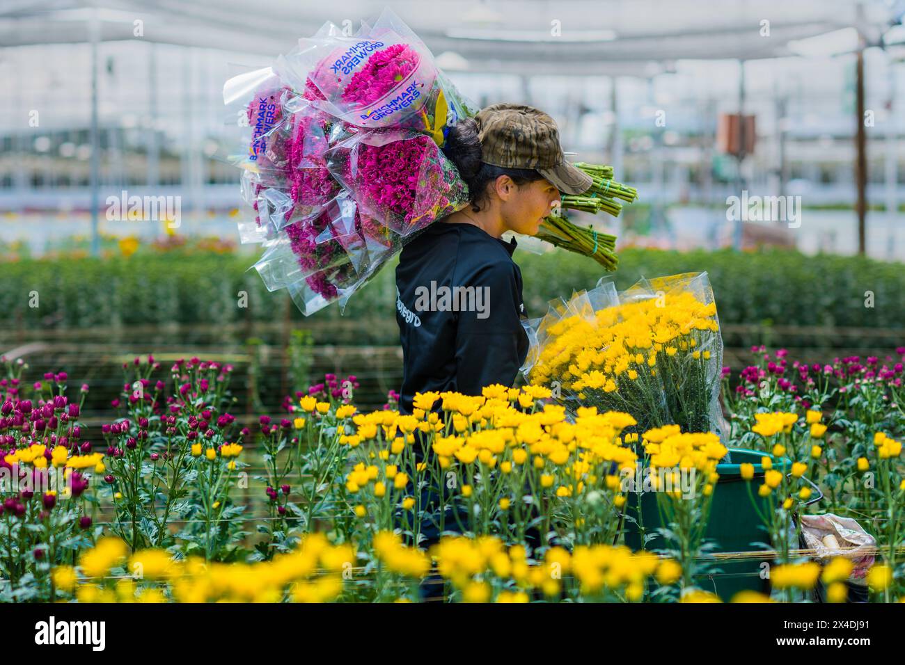 A Colombian farm worker carries bouquets of chrysanthemum flowers at a cut flower farm in Rionegro, Colombia, on March 15, 2024. Stock Photo