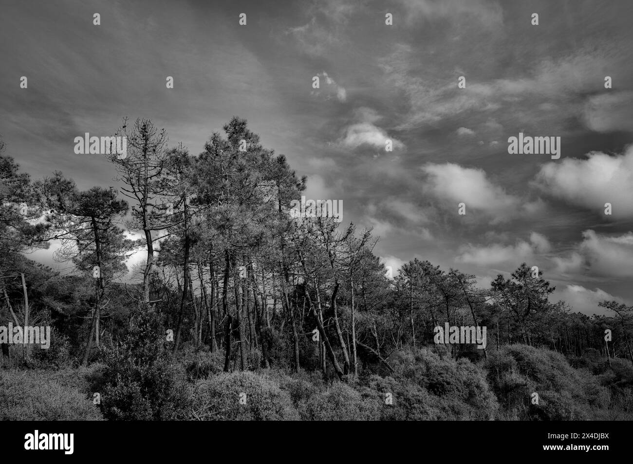 Beautiful Naturist At The Beach Hi res Stock Photography And Images Alamy beautiful-naturist-at-the-beach-hi-res-stock-photography-and-images-alamy