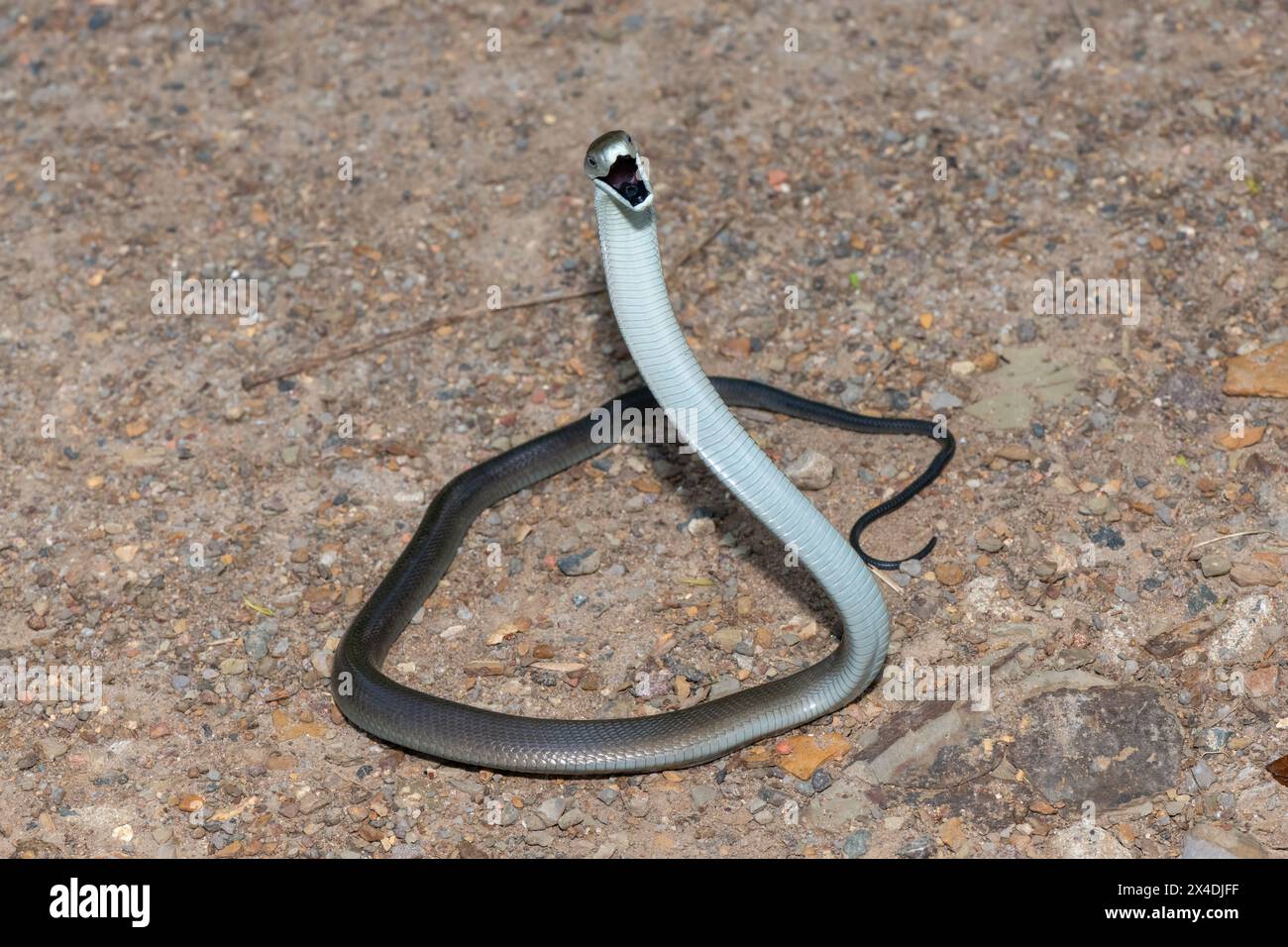 A beautiful black mamba (Dendroaspis polylepis) displaying its ...