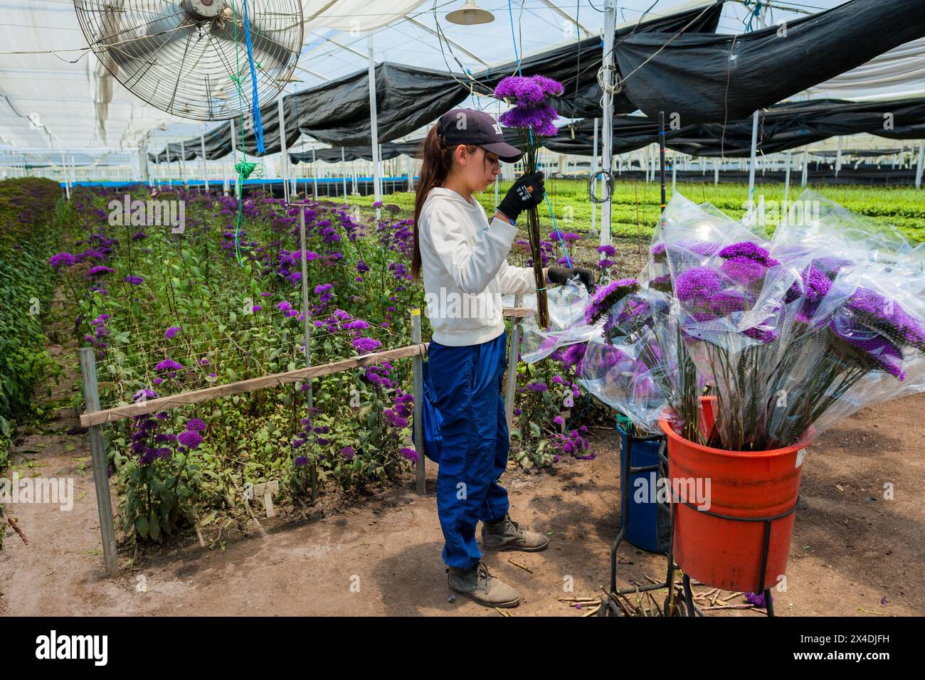 A Colombian farm worker collects throatwort flowers at a cut flower farm in Rionegro, Colombia, on March 15, 2024. Stock Photo