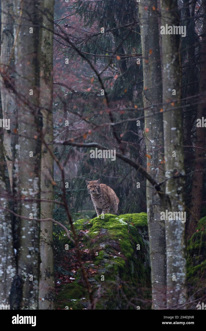 An alert European lynx, on a mossy boulder in a foggy forest. Bayerischer Wald National Park, Bavaria, Germany. Stock Photo