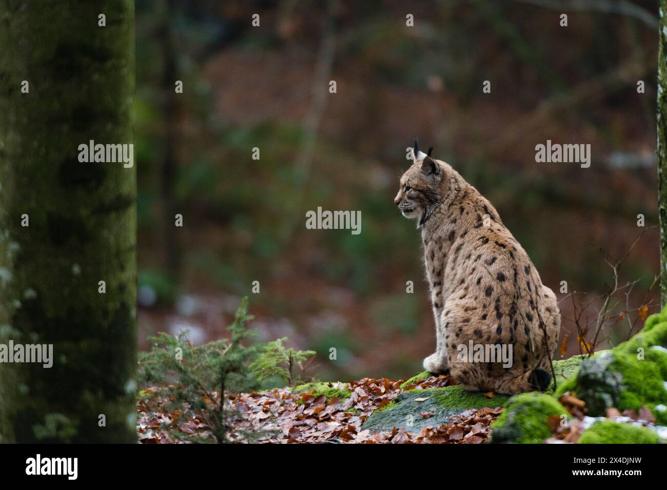 A European lynx, sitting on a mossy rock in a forest. Bayerischer Wald National Park, Bavaria, Germany. Stock Photo