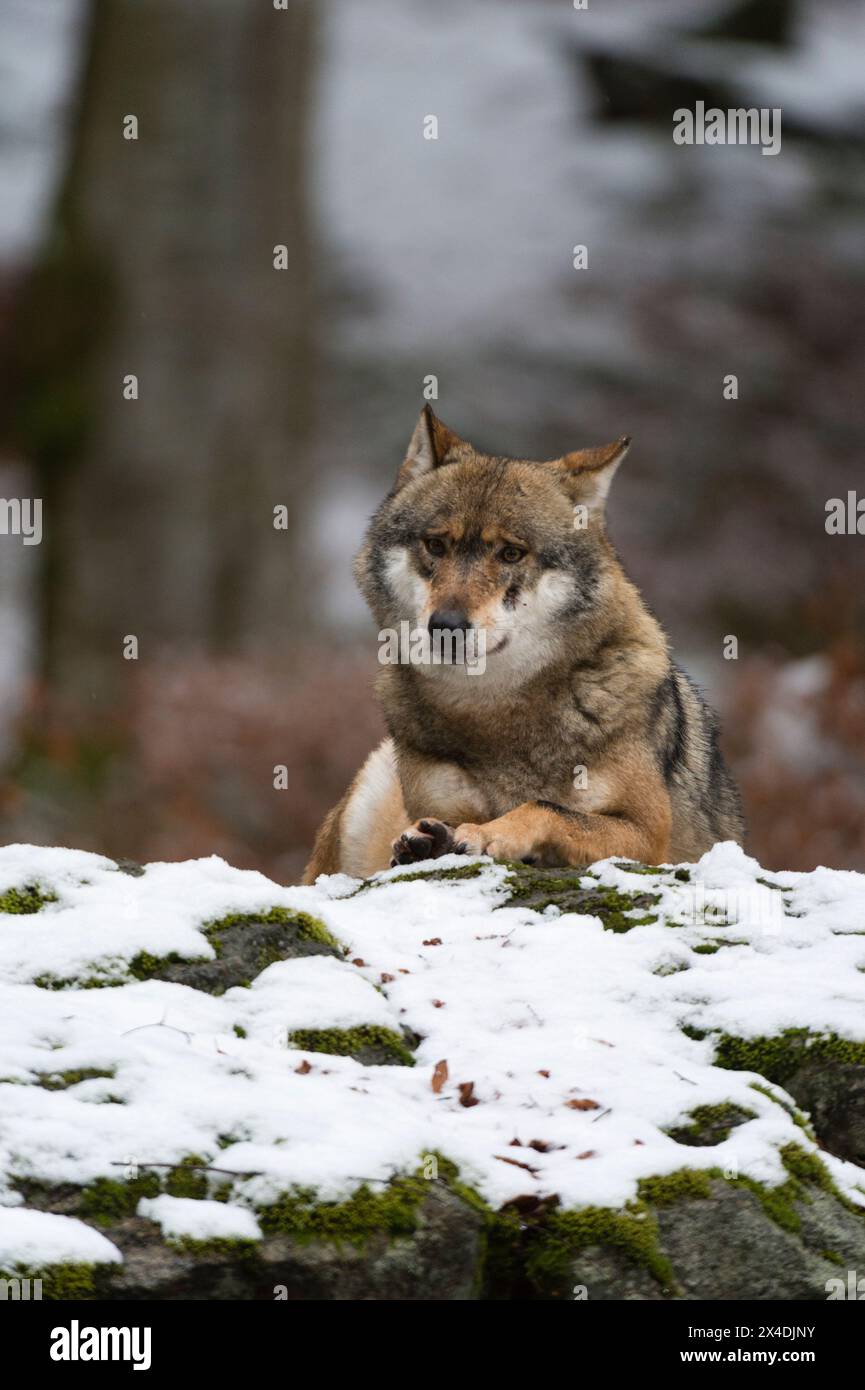 Resting mist hi-res stock photography and images - Alamy