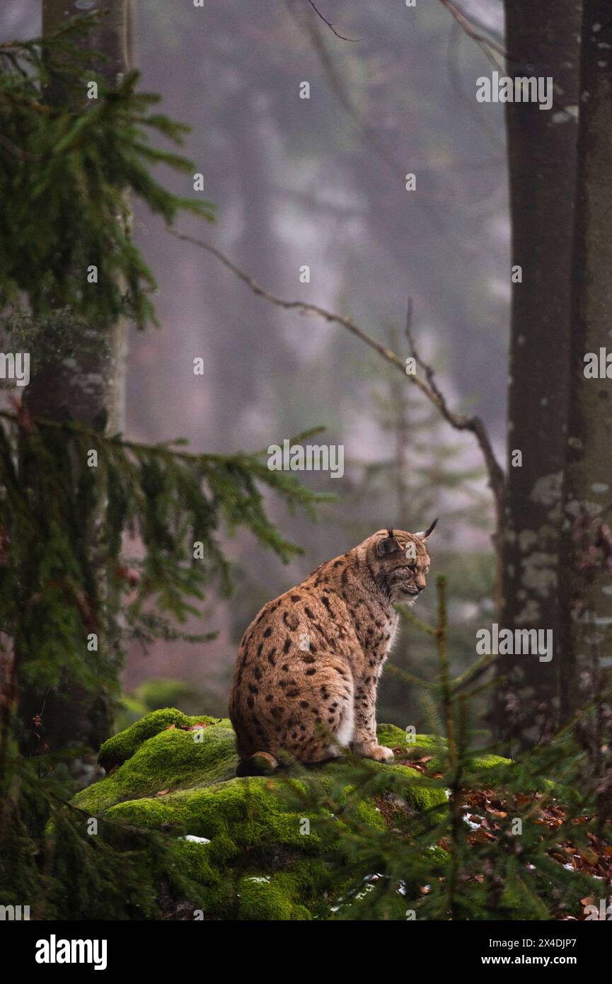 A European lynx, sitting on a mossy boulder in a foggy forest. Bayerischer Wald National Park, Bavaria, Germany. Stock Photo