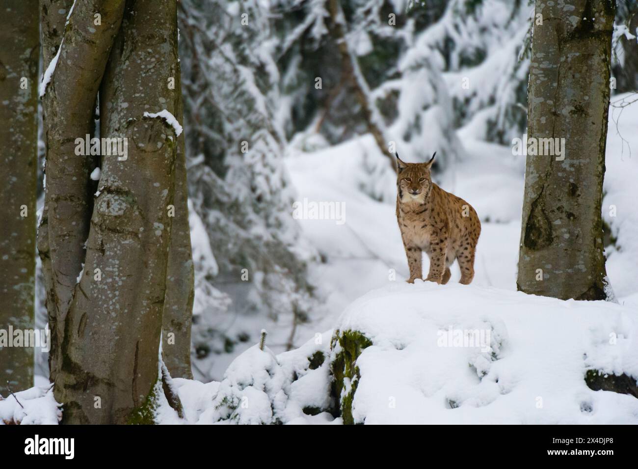 A European lynx, standing on a rock in Bavarian Forest National Park. Germany. Stock Photo