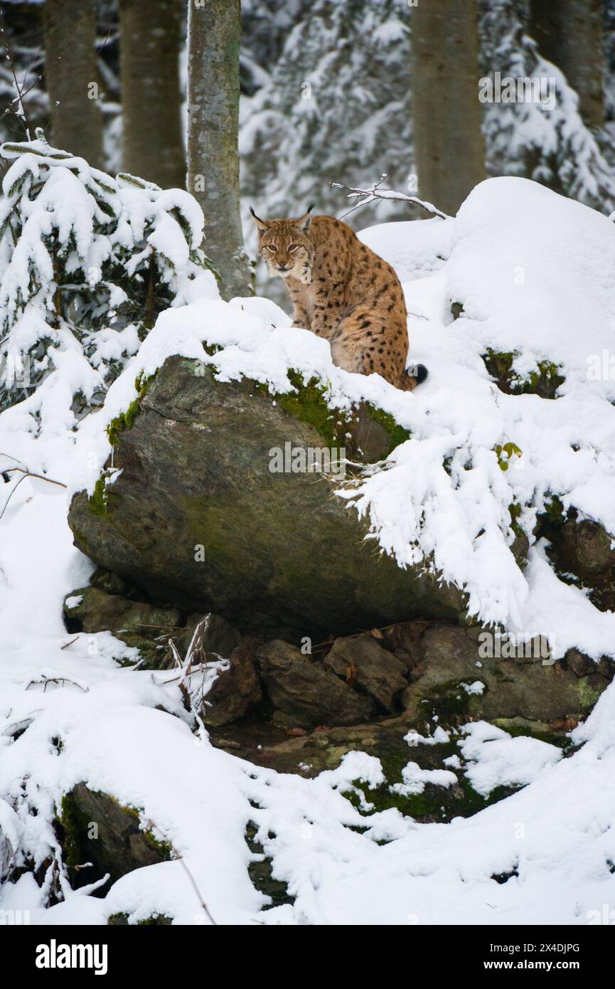A European lynx, sitting on a rock in Bavarian Forest National Park. Germany. Stock Photo