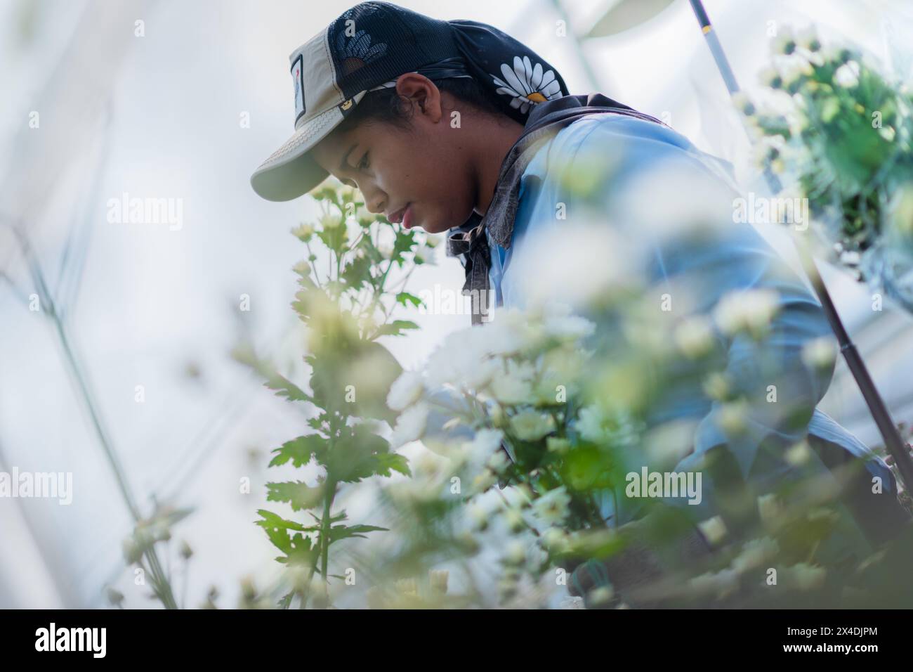 A Colombian farm worker picks up chrysanthemum flowers at a cut flower farm in Rionegro, Colombia, on March 16, 2024. Stock Photo