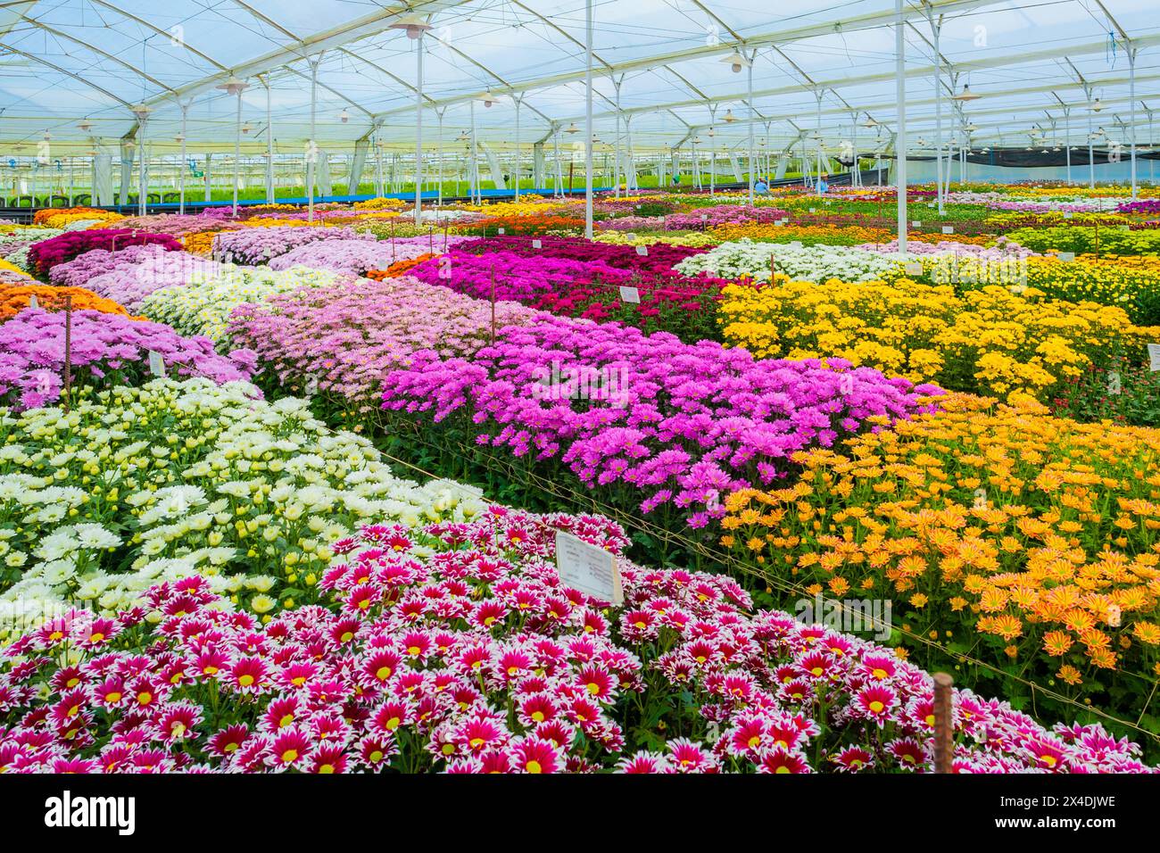 Chrysanthemum flowers in full bloom are seen growing in rows at a cut flower farm in Rionegro, Colombia, on March 15, 2024. Stock Photo