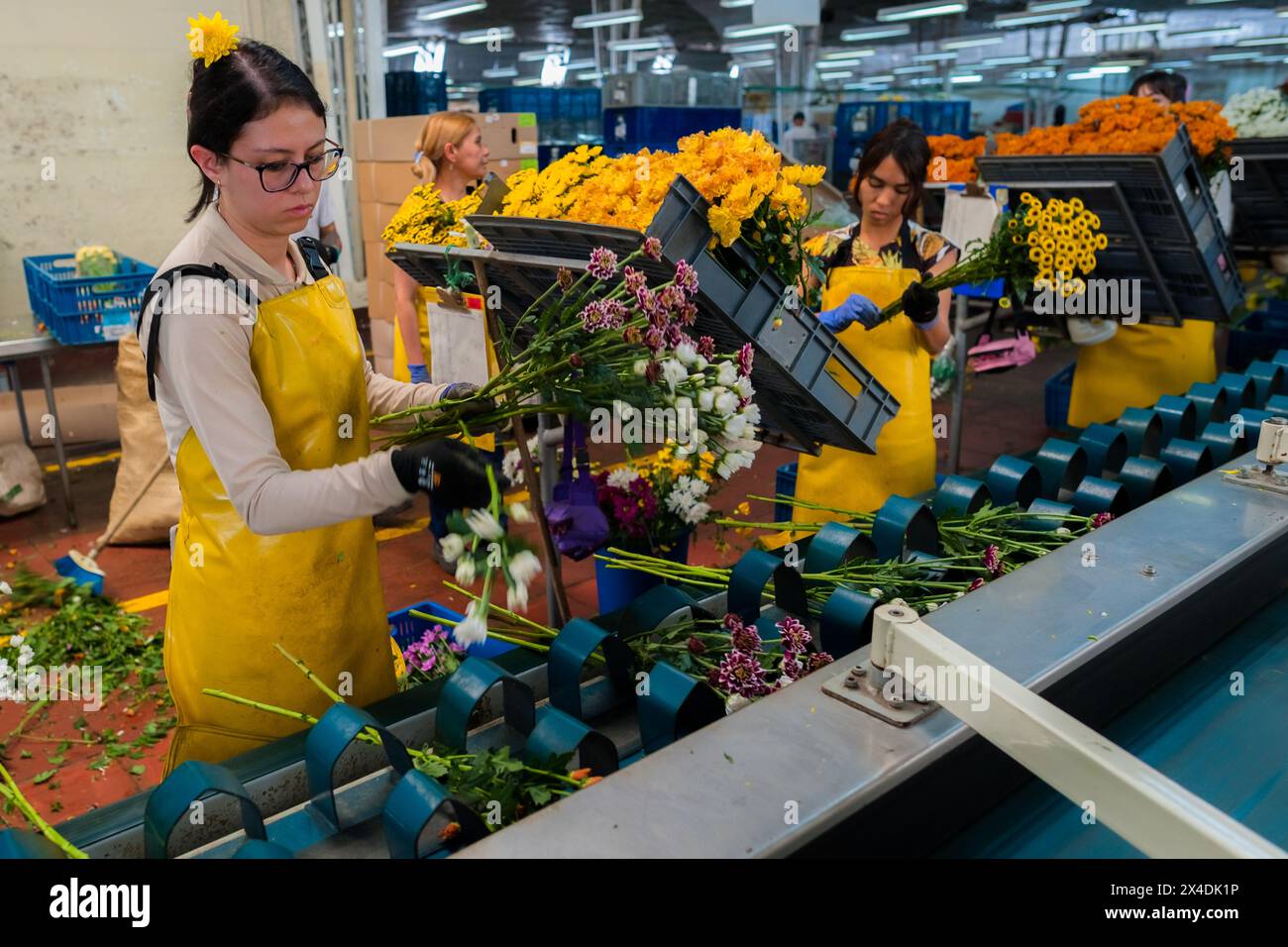 Colombian farm workers sort flowers in the processing plant at a cut flower farm in Rionegro, Colombia, on March 15, 2024. Stock Photo