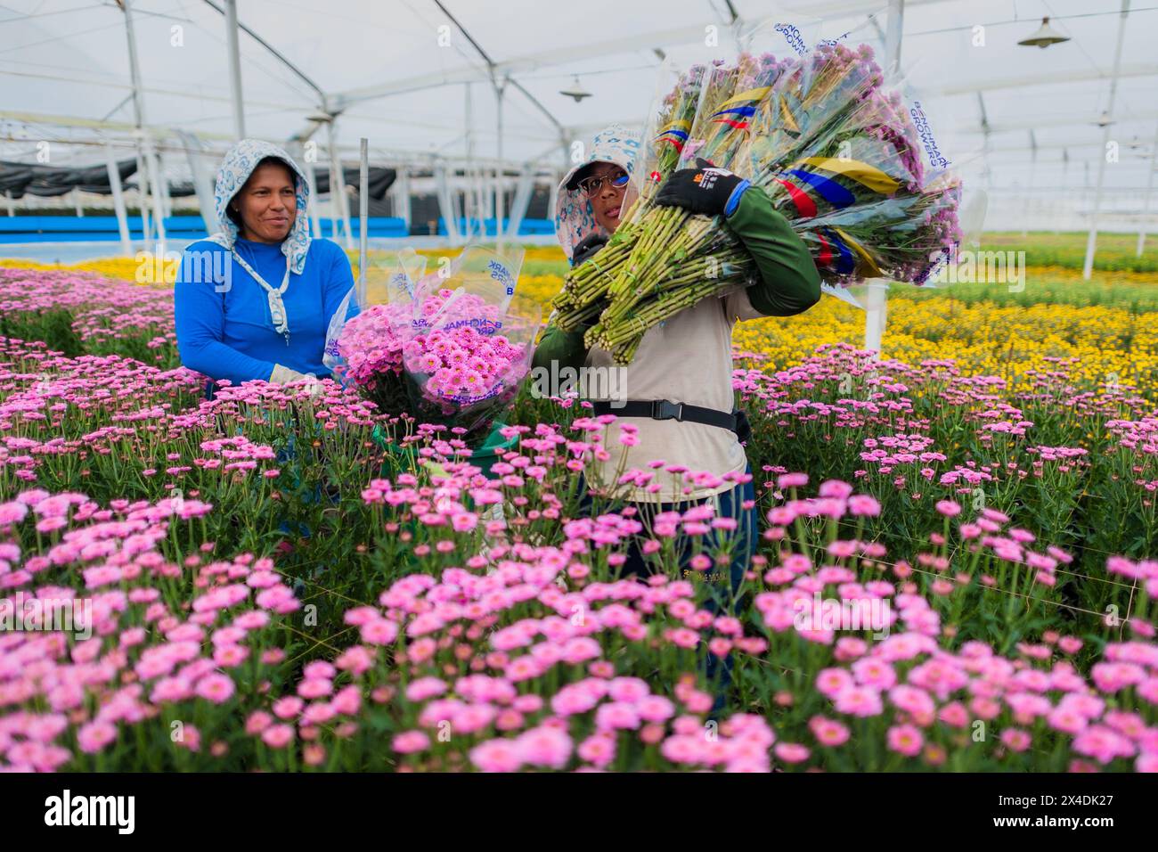 Colombian farm workers carry bouquets of chrysanthemum flowers at a cut flower farm in Rionegro, Colombia, on March 16, 2024. Stock Photo