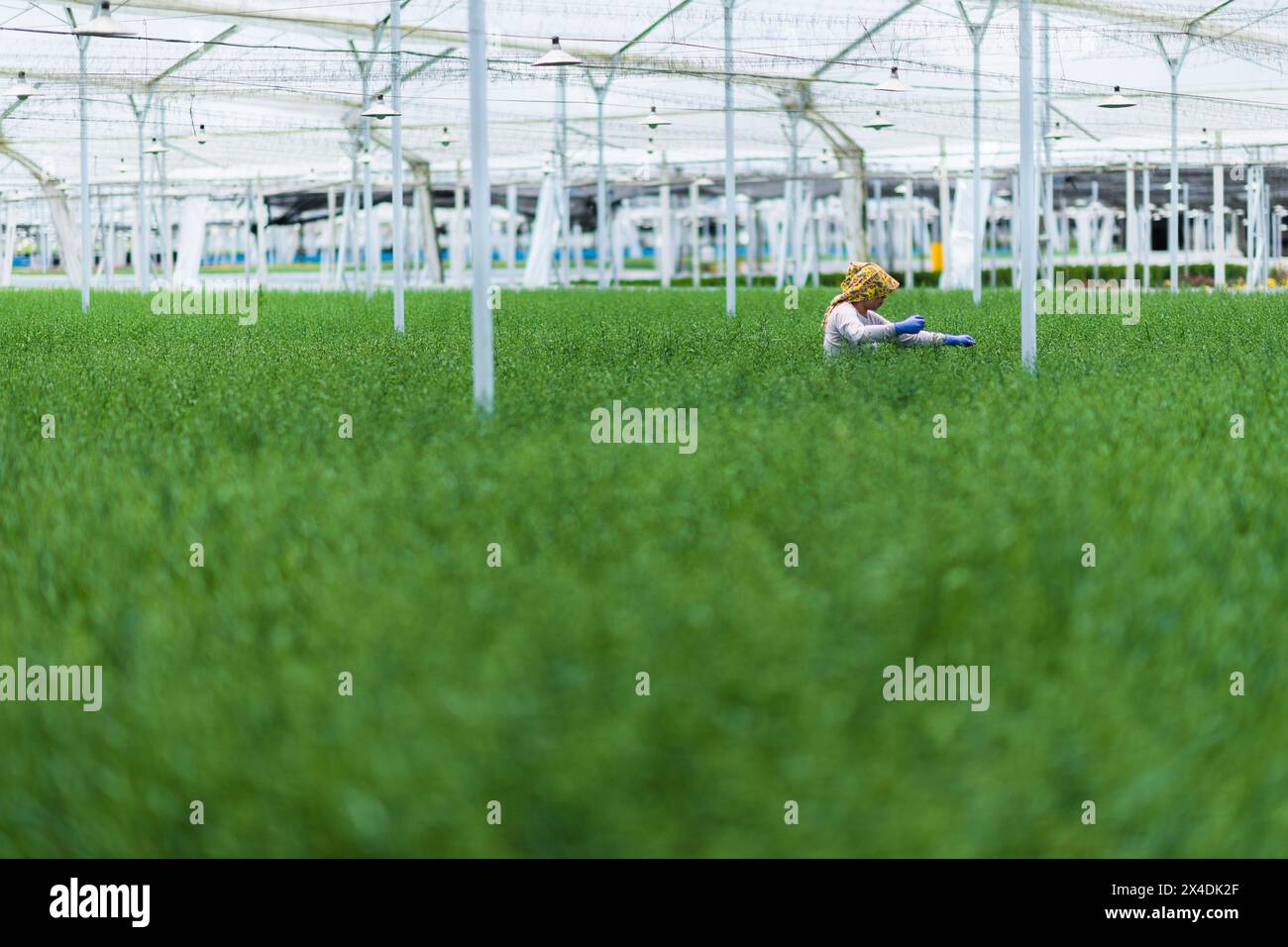 A Colombian farm worker pinches off the tips of unbloomed flowers at a cut flower farm in Rionegro, Colombia, on March 15, 2024. Stock Photo