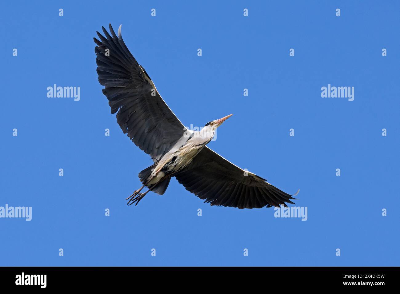 Grey heron (Ardea cinerea) in flight against blue sky Stock Photo