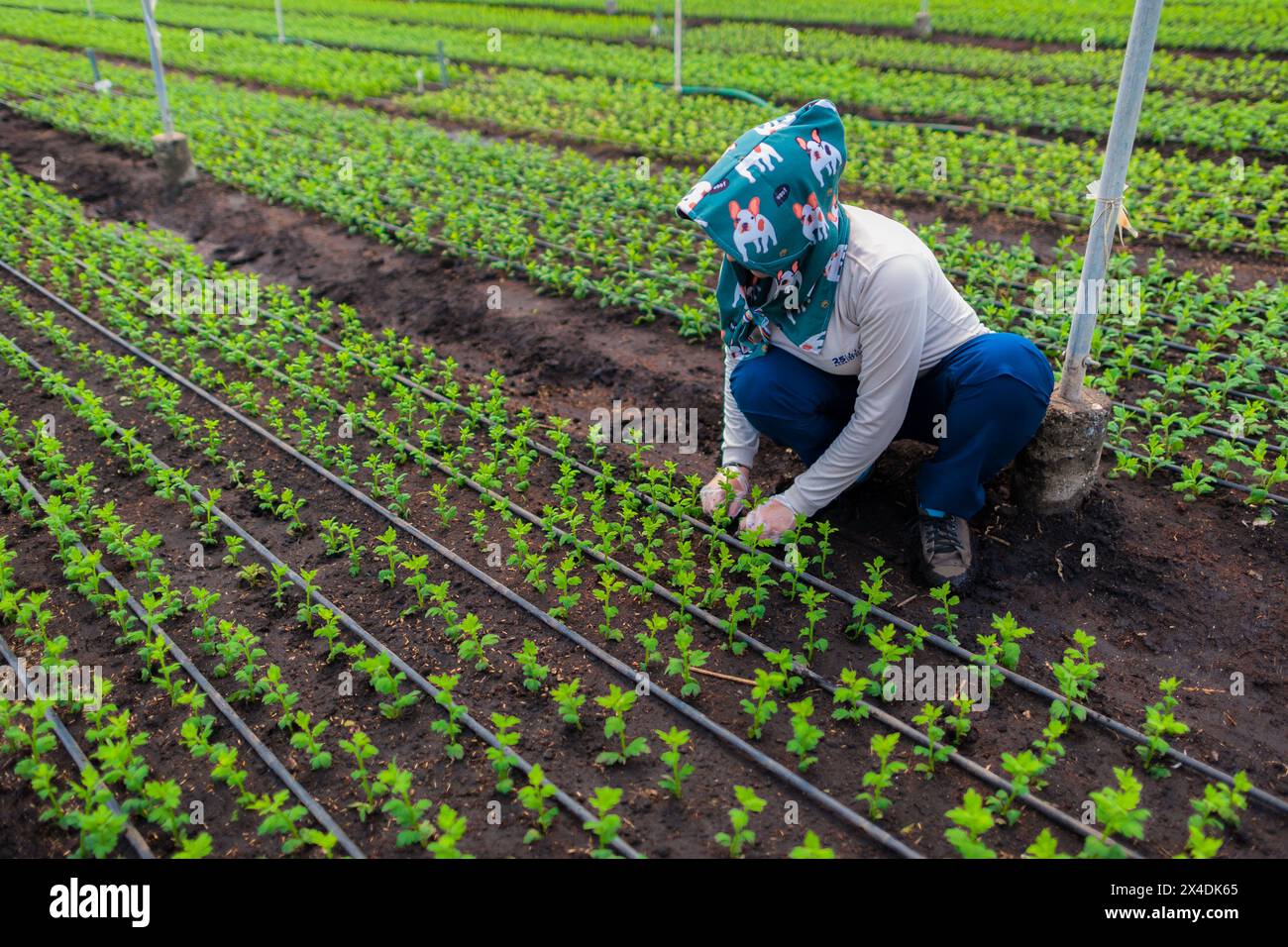 A Colombian farm worker plants chrysanthemum cuttings in rows in a field at a cut flower farm in Rionegro, Colombia, on March 16, 2024. Stock Photo