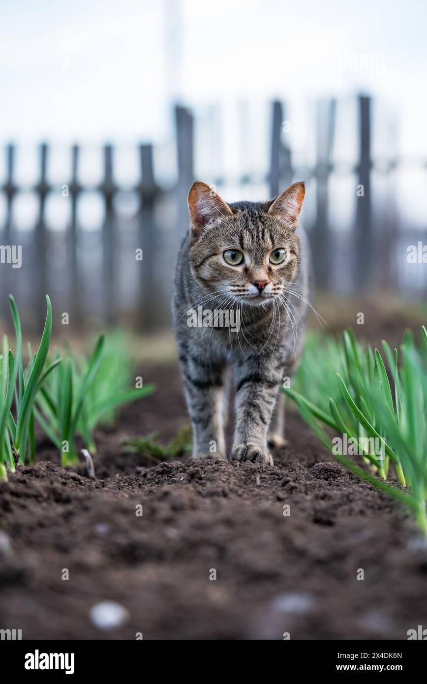 Focused tabby cat prowls through garden rows, with green shoots of plants emerging from the soil, set against a rustic wooden fence background. Stock Photo