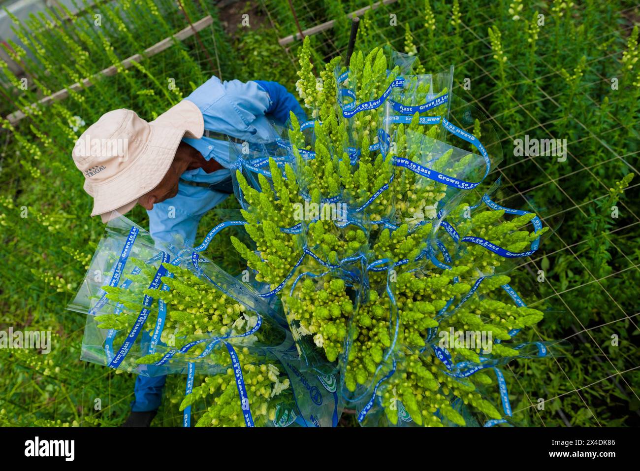 A Colombian farm worker carries bouquets of snapdragon flowers at a cut flower farm in Rionegro, Colombia, on March 15, 2024. Stock Photo