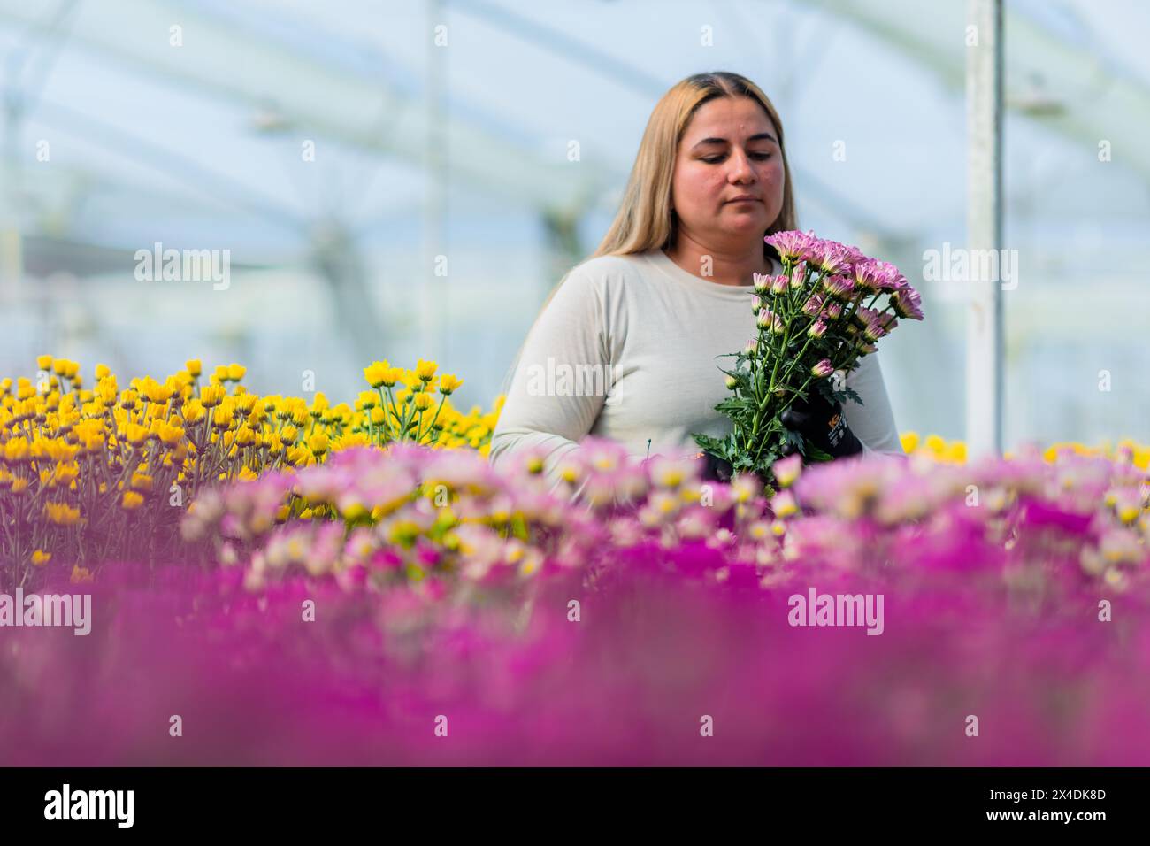 A Colombian farm worker collects chrysanthemum flowers at a cut flower farm in Rionegro, Colombia, on March 16, 2024. Stock Photo