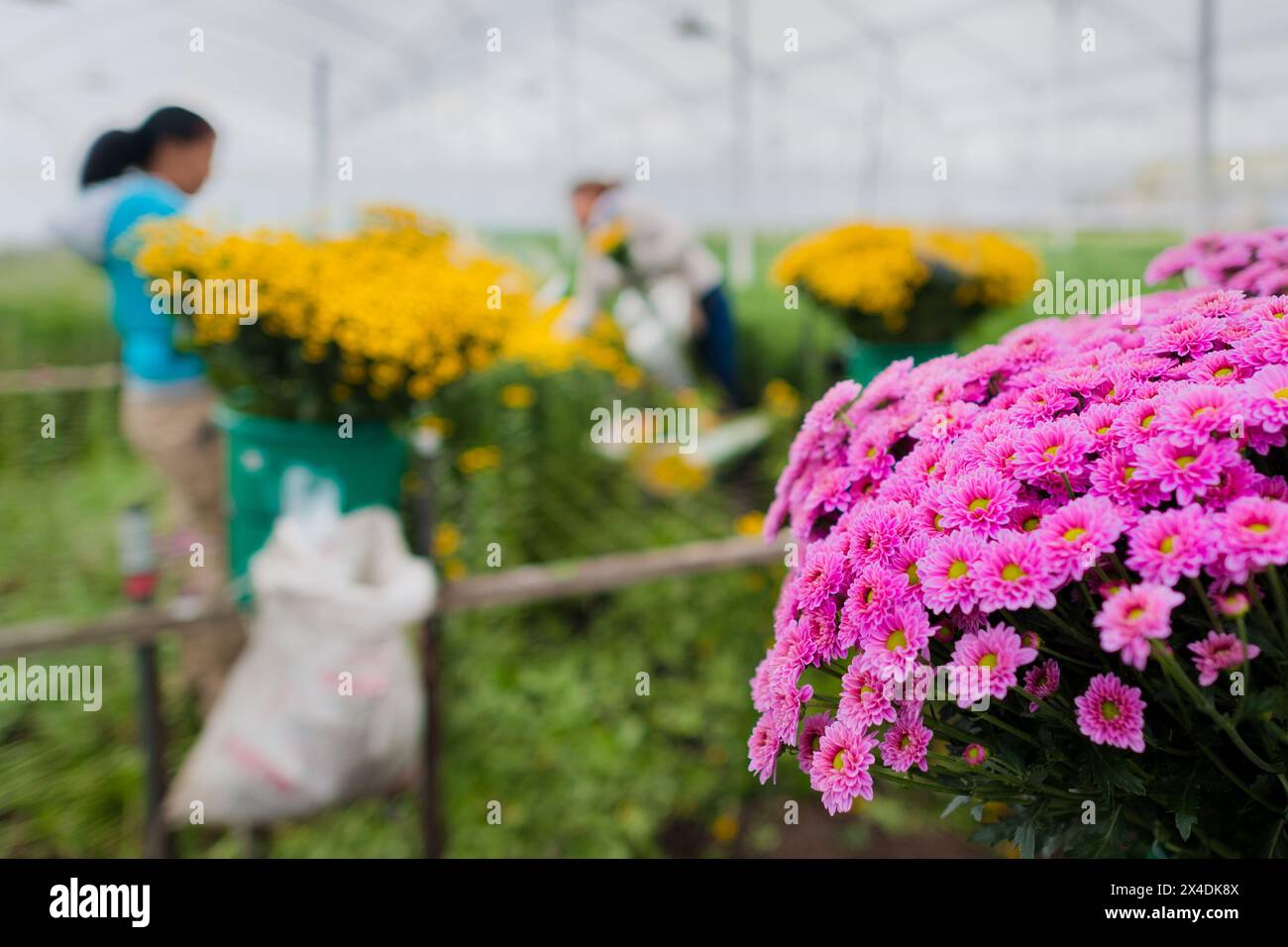 Freshly cut bouquets of chrysanthemum flowers are seen collected and stored in a bucket at a cut flower farm in Rionegro, Colombia, on March 15, 2024. Stock Photo