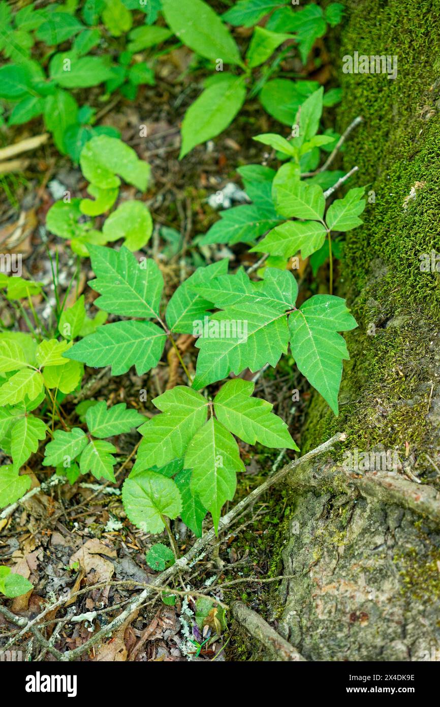 Fully opened green poison ivy on a vine growing along the exposed tree root on the ground in the forest closeup view in springtime Stock Photo