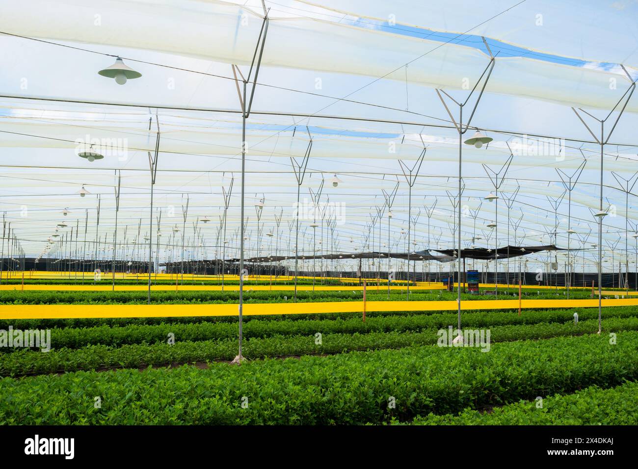 Fields of unbloomed chrysanthemums are seen growing in the greenhouse in a cut flower farm in Rionegro, Colombia, on March 16, 2024. Stock Photo