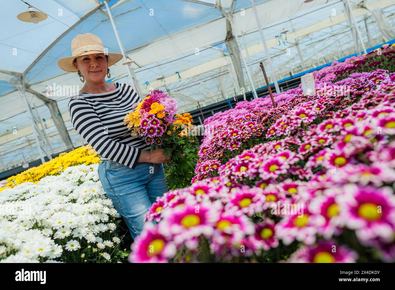 A Colombian woman carries an arranged flower bouquet of chrysanthemums at a cut flower farm in Rionegro, Colombia, 15 March 2024. Stock Photo