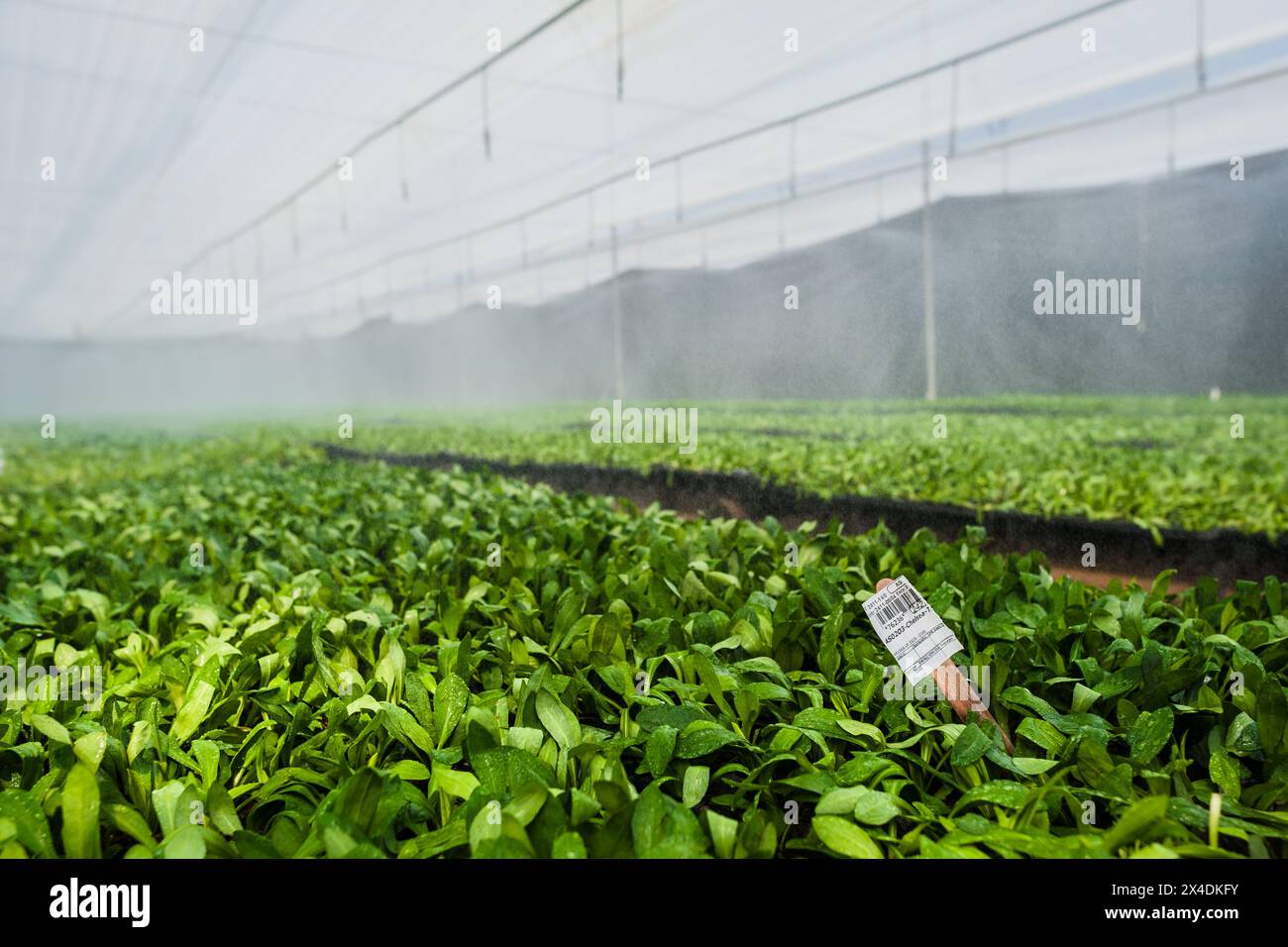 Flower cuttings are seen irrigated using a fogging system in the nursery at a cut flower farm in Rionegro, Colombia, on March 15, 2024. Stock Photo