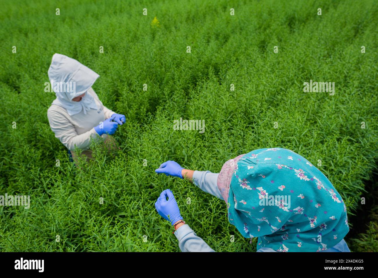 Colombian farm workers pinch off the tips of unbloomed flowers at a cut flower farm in Rionegro, Colombia, on March 15, 2024. Stock Photo