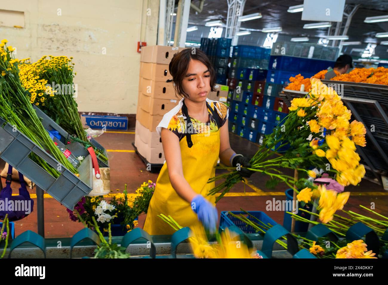A Colombian farm worker sorts flowers in the processing plant at a cut flower farm in Rionegro, Colombia, on March 15, 2024. Stock Photo