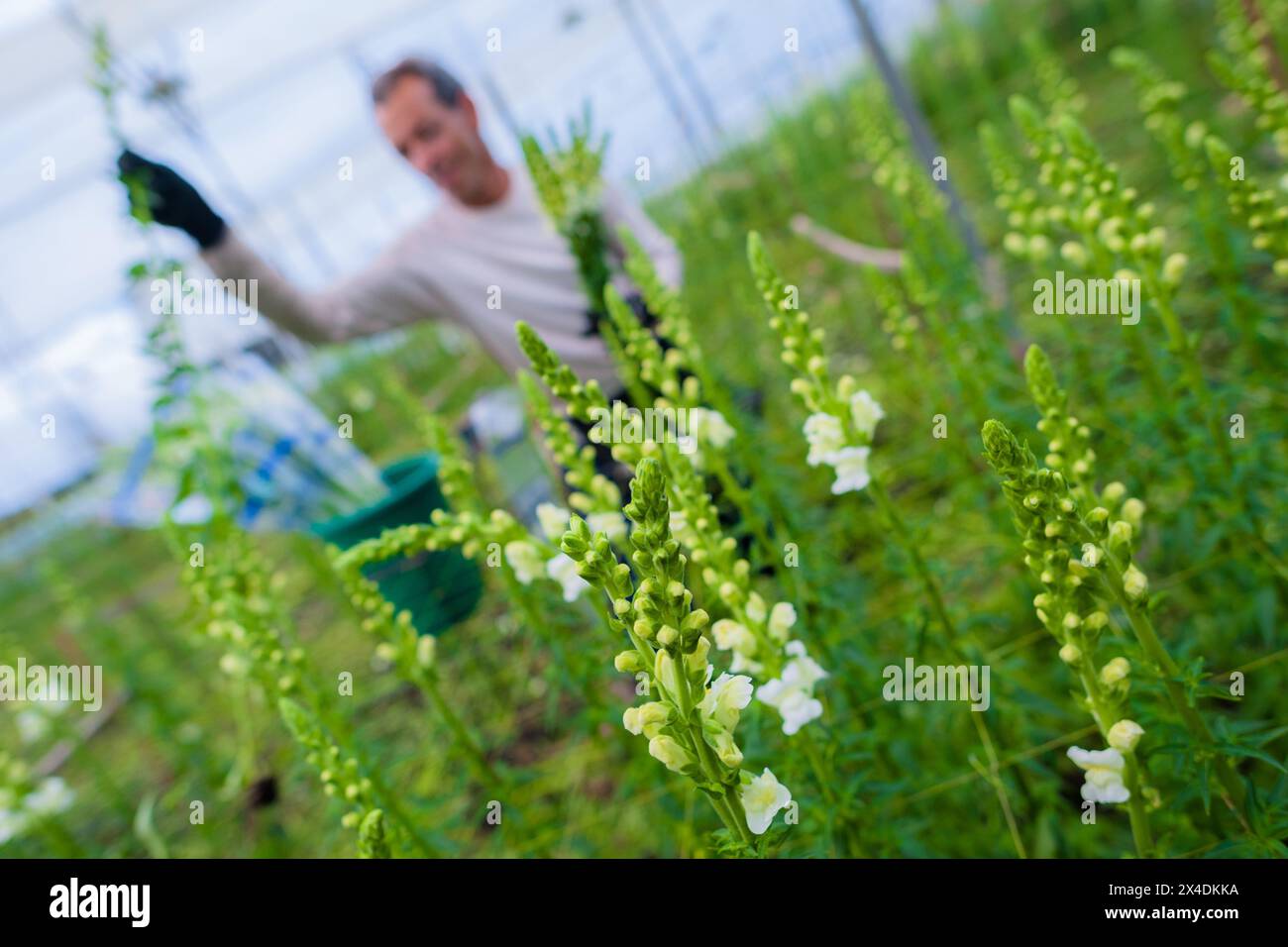 A Colombian farm worker harvests white snapdragon flowers at a cut flower farm in Rionegro, Colombia, on March 15, 2024. Stock Photo