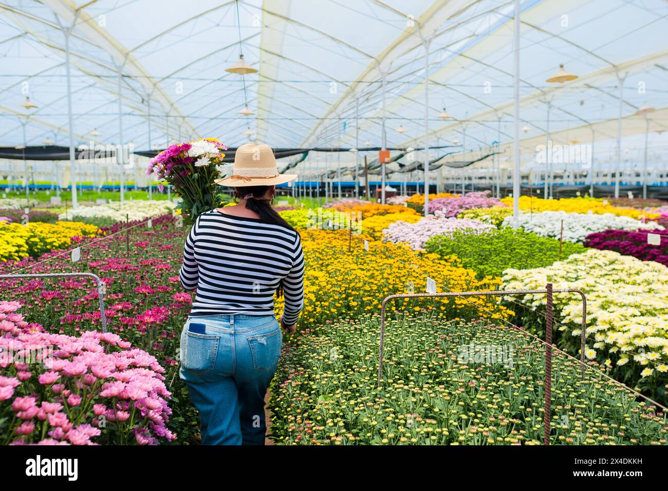 A Colombian woman picks up chrysanthemums to create an arranged flower bouquet at a cut flower farm in Rionegro, Colombia, on March 15, 2024. Stock Photo