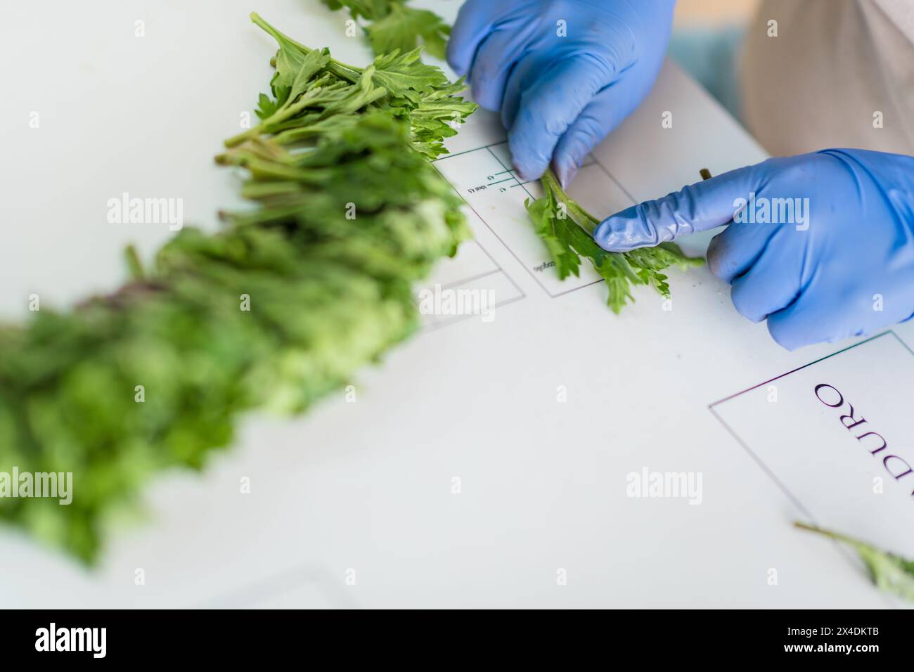 A Colombian farm worker measures chrysanthemum cuttings before planting them at a cut flower farm in Rionegro, Colombia, on March 15, 2024. Stock Photo