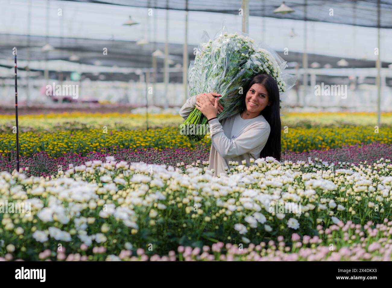 A Colombian farm worker carries bouquets of chrysanthemum flowers at a cut flower farm in Rionegro, Colombia, on March 16, 2024. Stock Photo