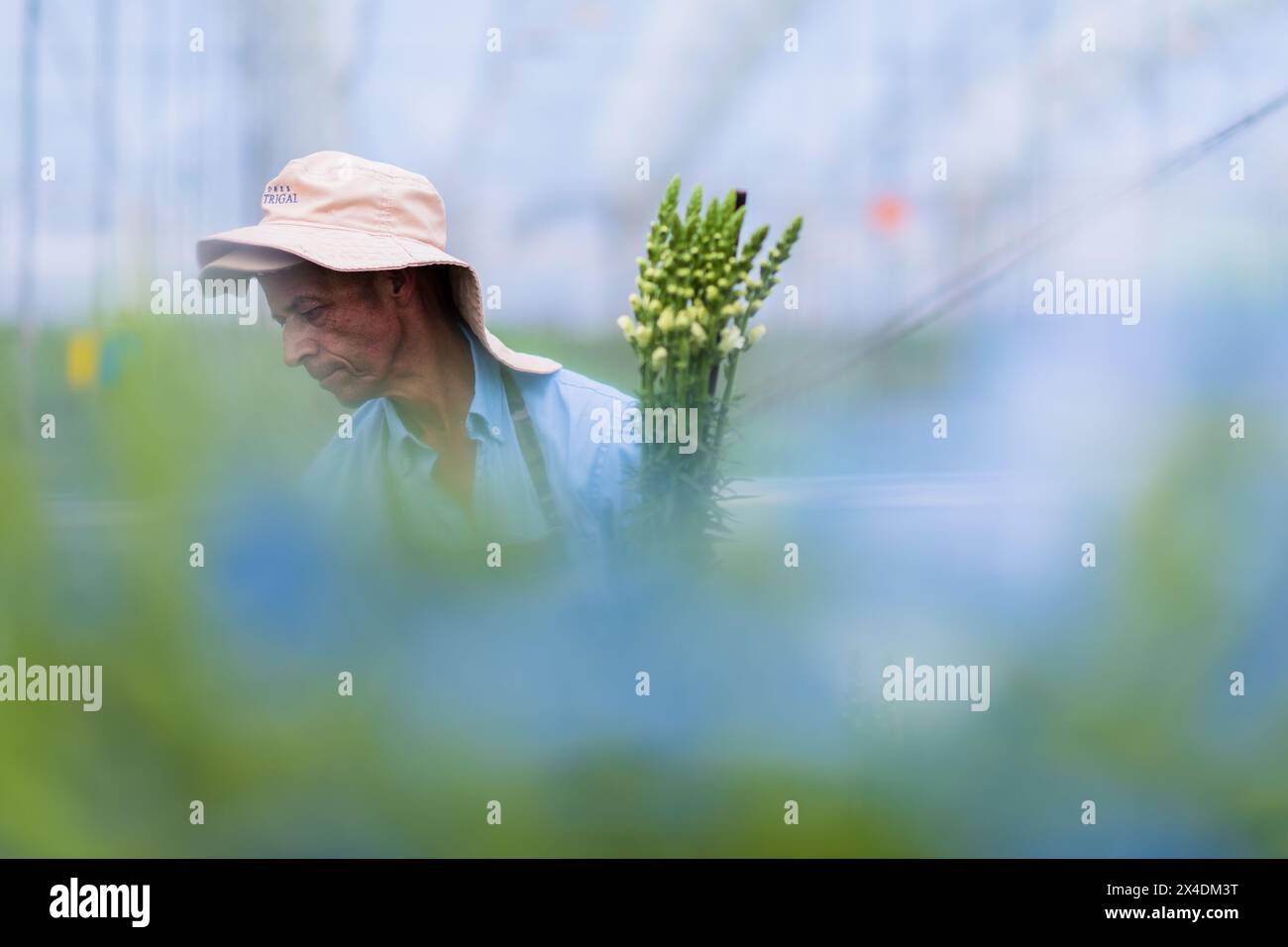 A Colombian farm worker harvests white snapdragon flowers at a cut flower farm in Rionegro, Colombia, on March 15, 2024. Stock Photo