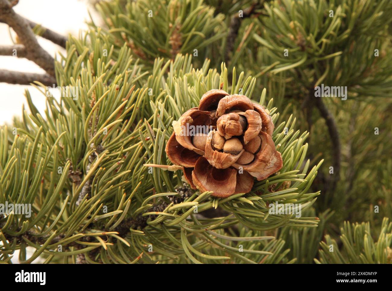 Close-up open Two-Needle Pinyon (Pinus edulis) pine cone with nuts, Utah Stock Photo