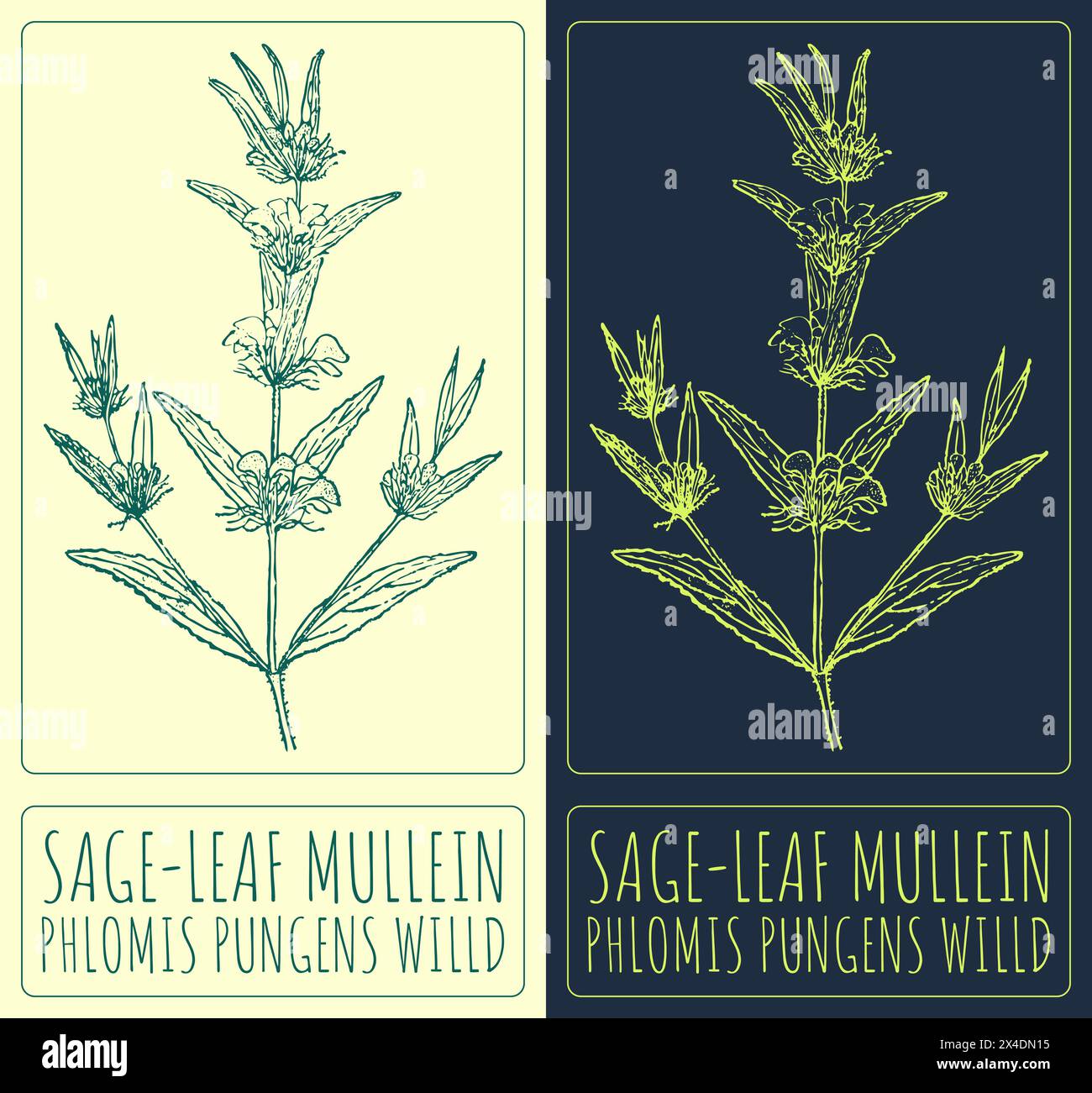 Vector drawing SAGE-LEAF MULLEIN. Hand drawn illustration. The Latin name is PHLOMIS PUNGENS WILLD. Stock Vector