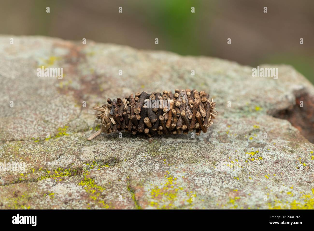 A Bagworm Moth (Family Psychidae) hiding in its beautifully constructed shelter made of small twigs Stock Photo