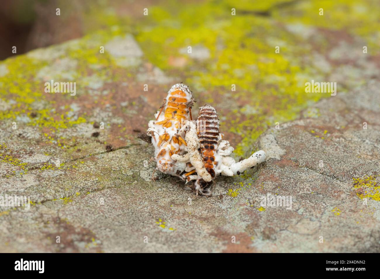 Cordyceps fungus (Family Cordycipitaceae, Cordyceps sp.) infecting a flying termite Stock Photo
