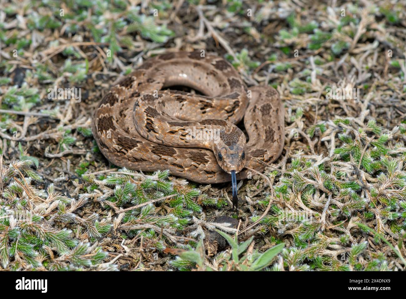 A venomous Rhombic night adder (Causus rhombeatus) in the wild Stock ...