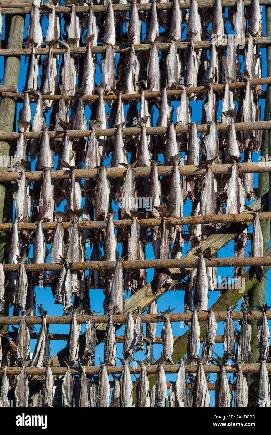 Cod fish drying on racks in the traditional manner. Svolvaer, Lofoten ...