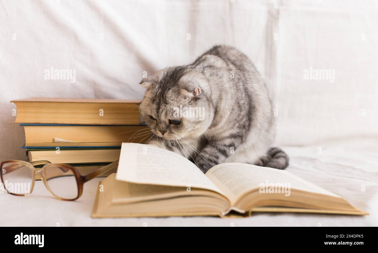 Cute cat plays with glasses and open books close up Stock Photo