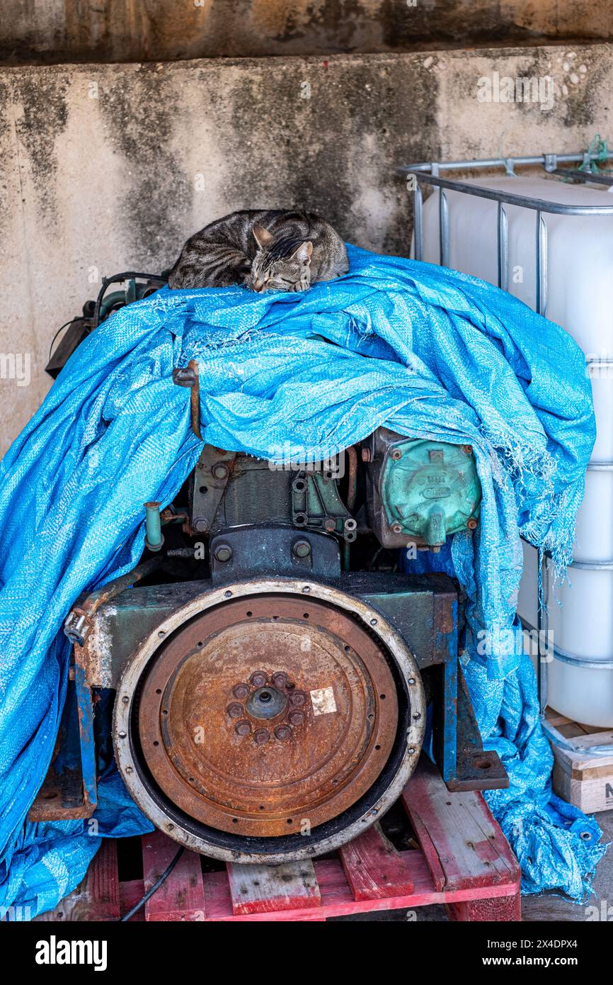 A tabby cat sleeps atop an old engine covered by a tattered blue tarp