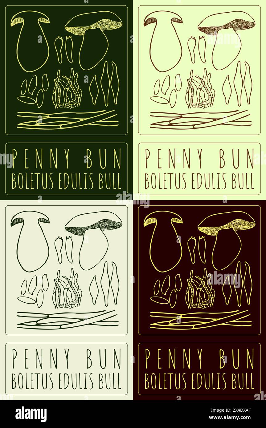 Set of vector drawing PENNY BUN in various colors. Hand drawn illustration. The Latin name is BOLETUS EDULIS BULL. Stock Vector