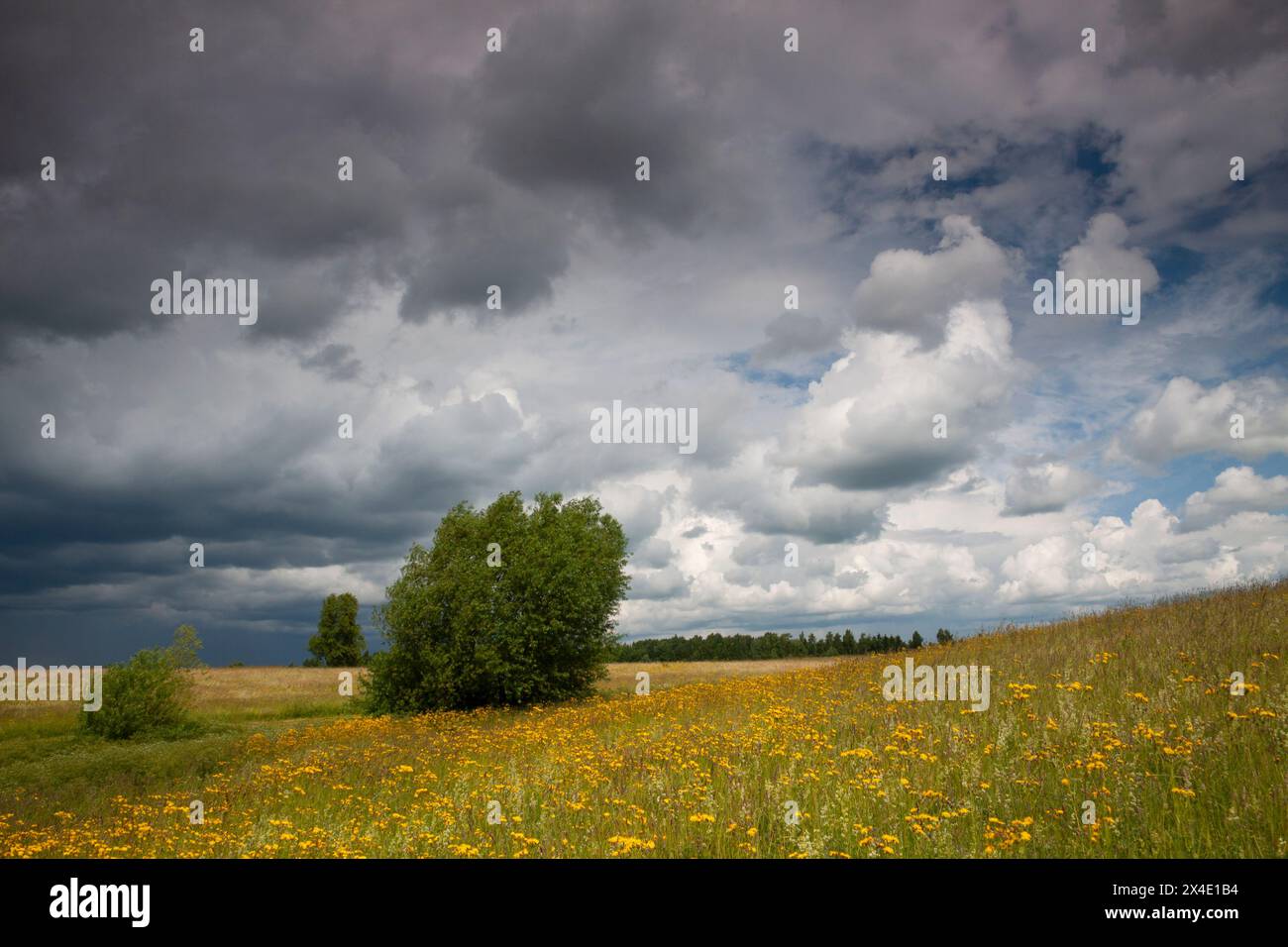 Wildflowers of europe hi-res stock photography and images - Alamy