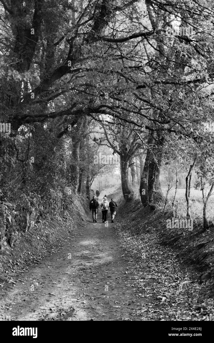 Spain, Galicia. Path that pilgrims walk after leaving Palas de Rei Stock Photo