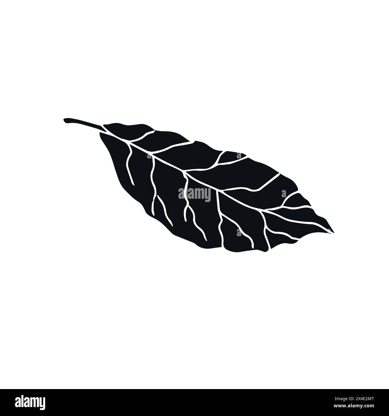 Vector hand drawn doodle sketch bay leaf Stock Vector Image & Art - Alamy