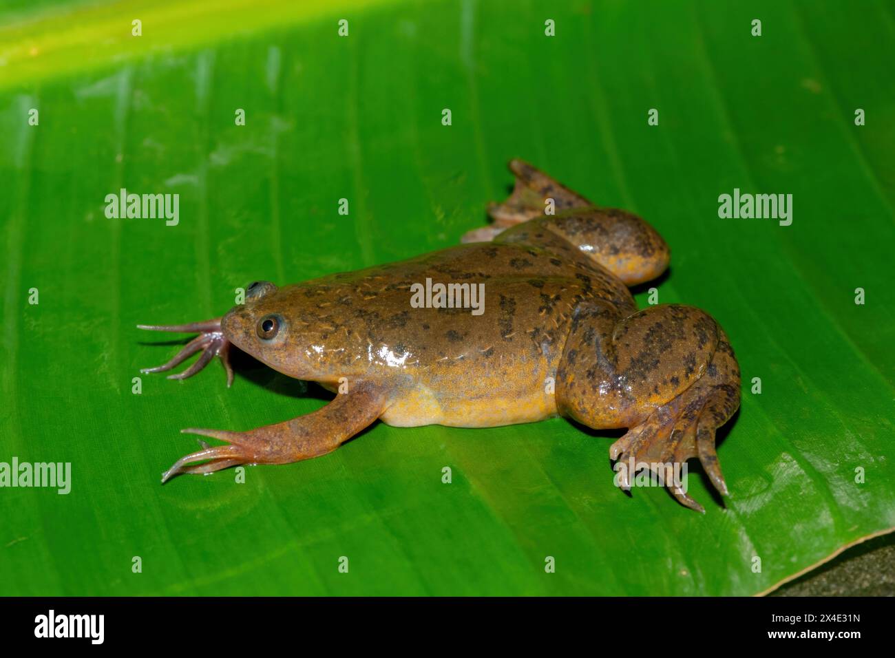 A cute Common Platanna, also known as the African Clawed Frog (Xenopus laevis) on a large green leaf Stock Photo