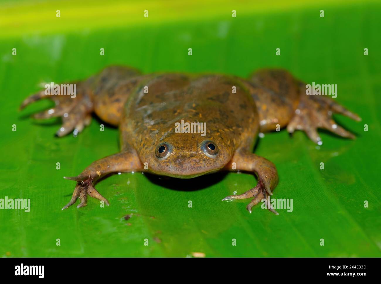 A cute Common Platanna, also known as the African Clawed Frog (Xenopus laevis) on a large green leaf Stock Photo