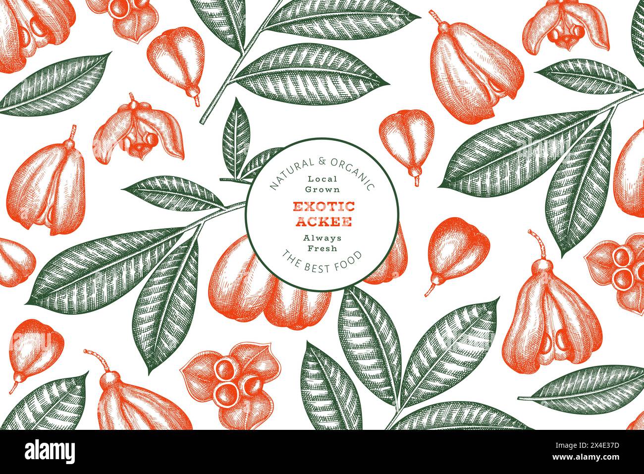 Hand drawn sketch style ackee banner. Organic fresh food vector ...