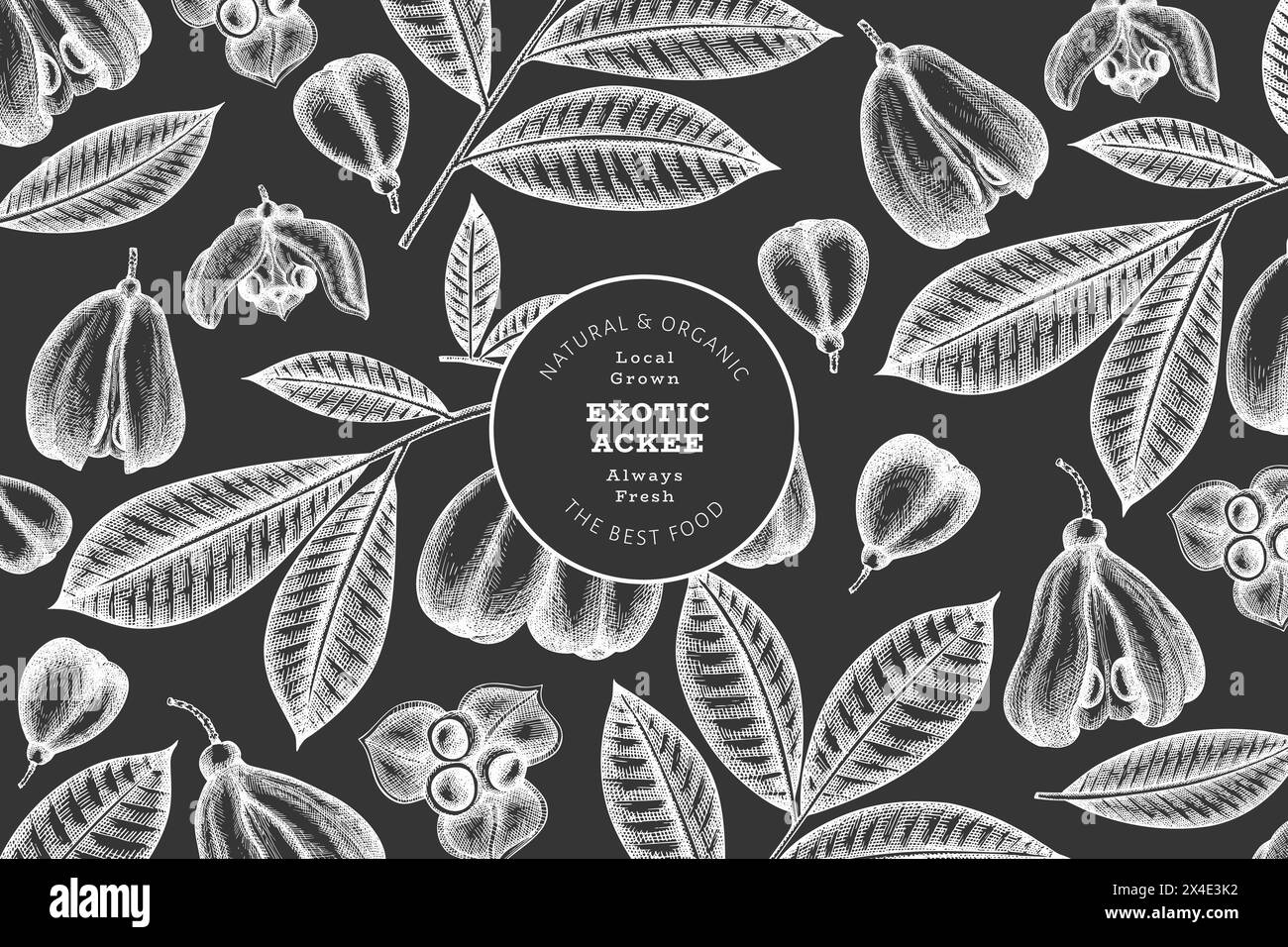 Hand drawn sketch style ackee banner. Organic fresh food vector ...